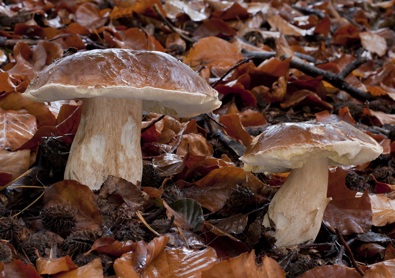 Boletus edulis